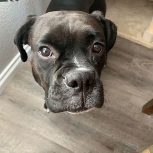 Meet your Posher, Tryson